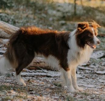 CUIDADOS INVERNALES PARA TU ARISTOPET, ARISTOPET