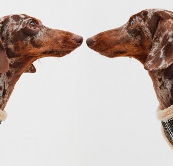 La temporada 2025 llegó
    a aristopet