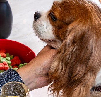 Una cita de San Valentín con
    tu Aristopet