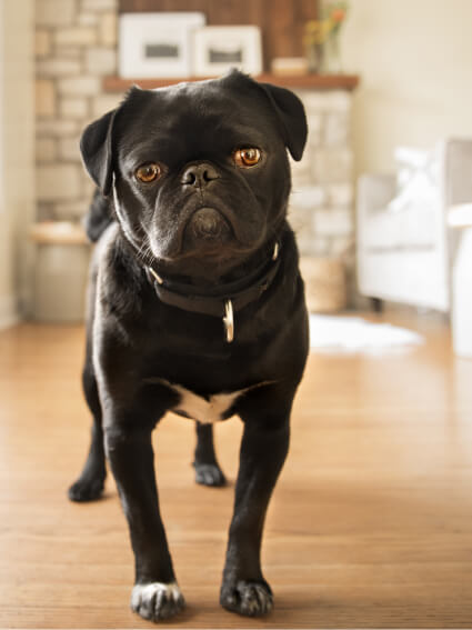 Lentes marca pugs deals