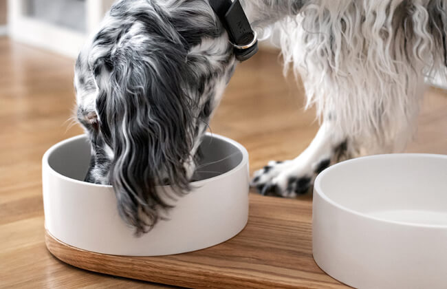 Imagen de un perro de raza cocker spaniel color blanco con manchas negras, comiendo de unso comedores de la marca ARISTOPET