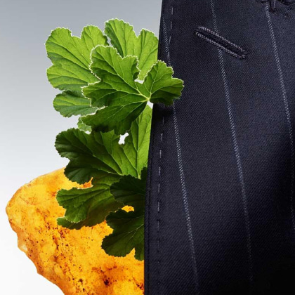 Imagen de una rama geranio y semillas de ambrette