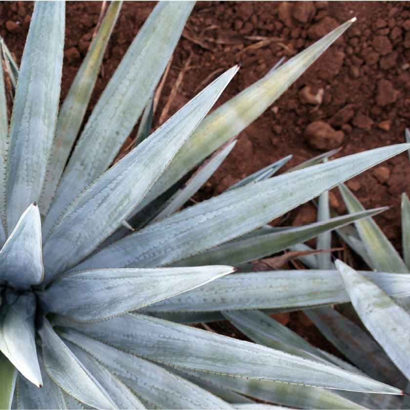 ELABORADO ESPECIALMENTE PARA KAROL G