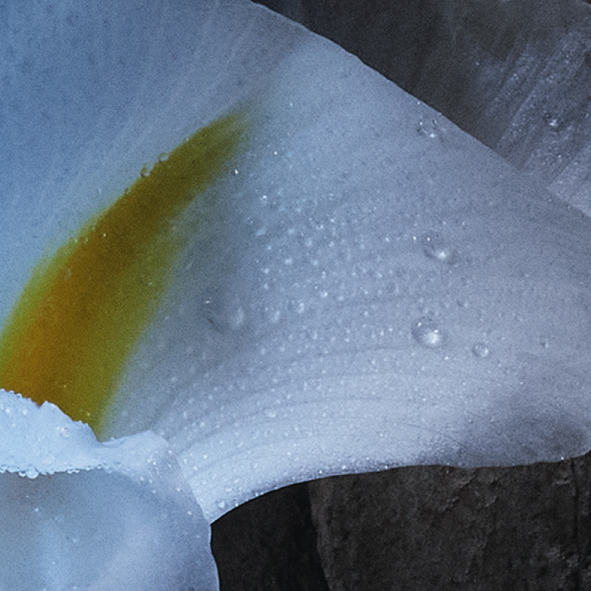 Bergamota de Calabria