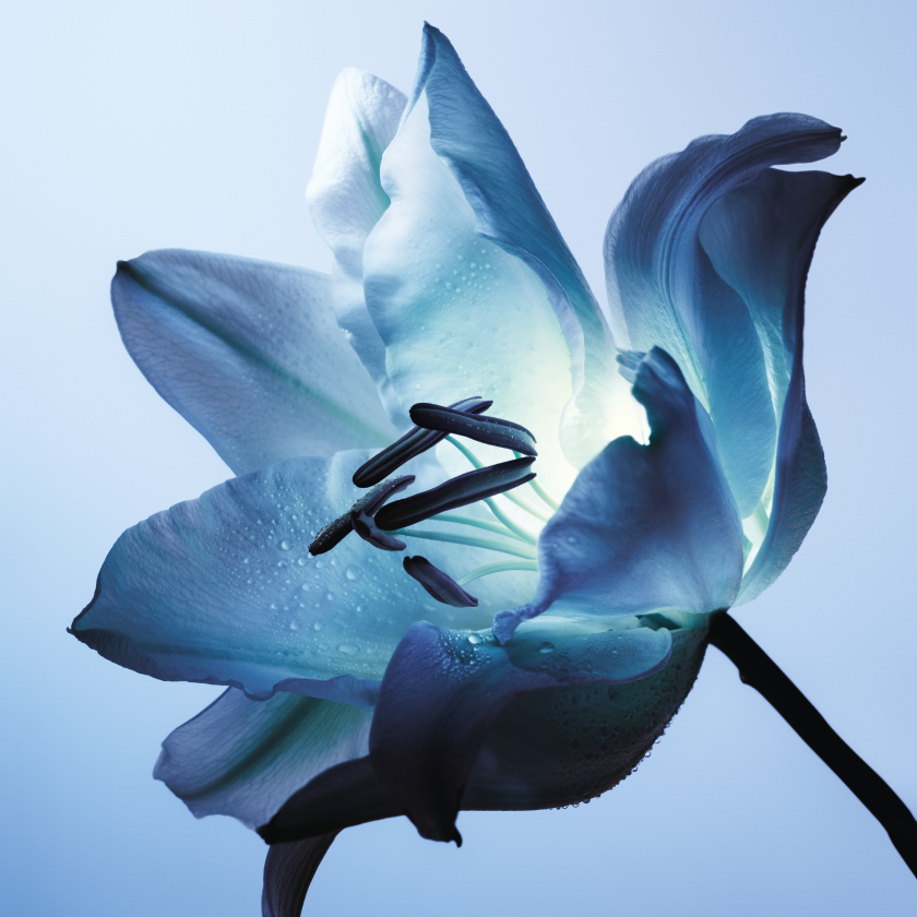 Flor de pomelo de Marruecos