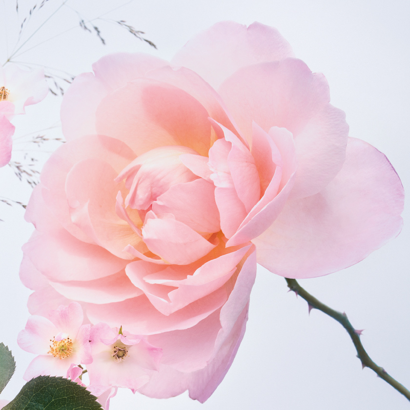 Absoluto y esencia rosas 