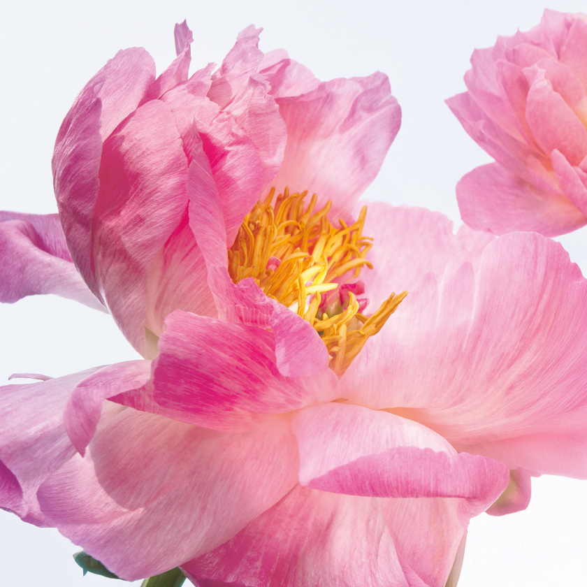 Mandarina, bergamota y esencia geranio