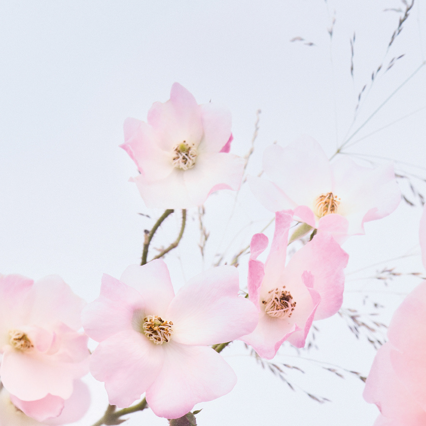 Almizcles blancos y pachuli