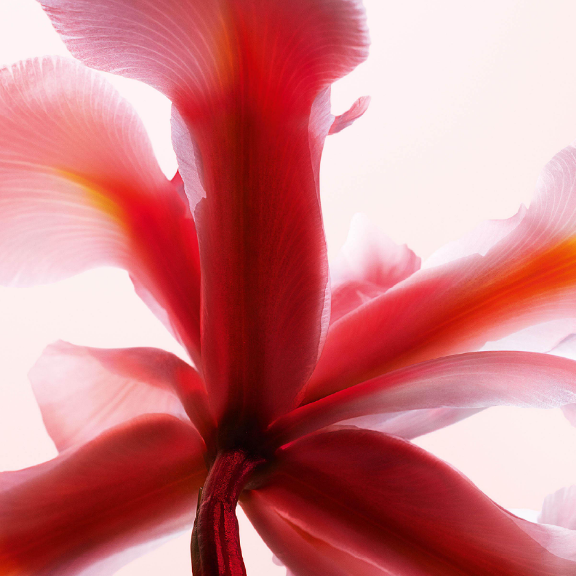 BERGAMOTA DE REGGIO DE CALABRIA