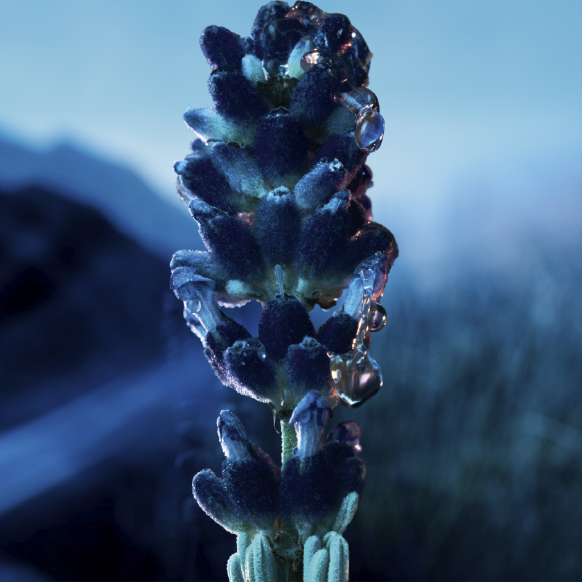 Notas de especias frías