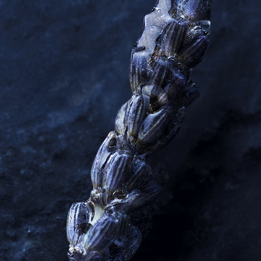 Notas de lavanda blanqueada 