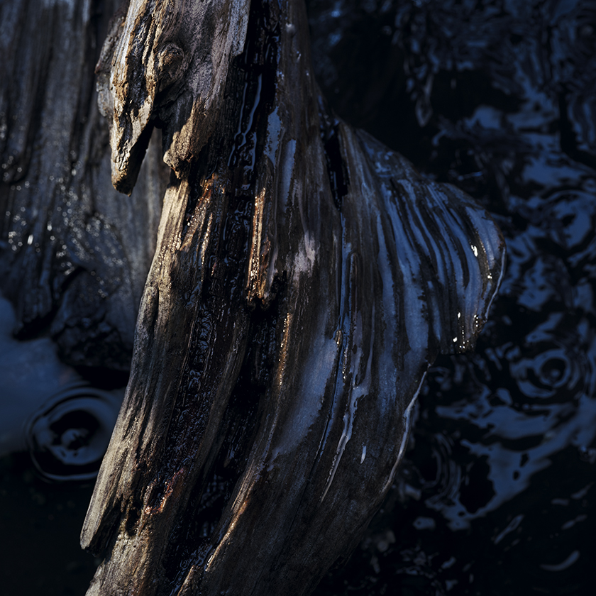 Notas amaderadas y almizcladas