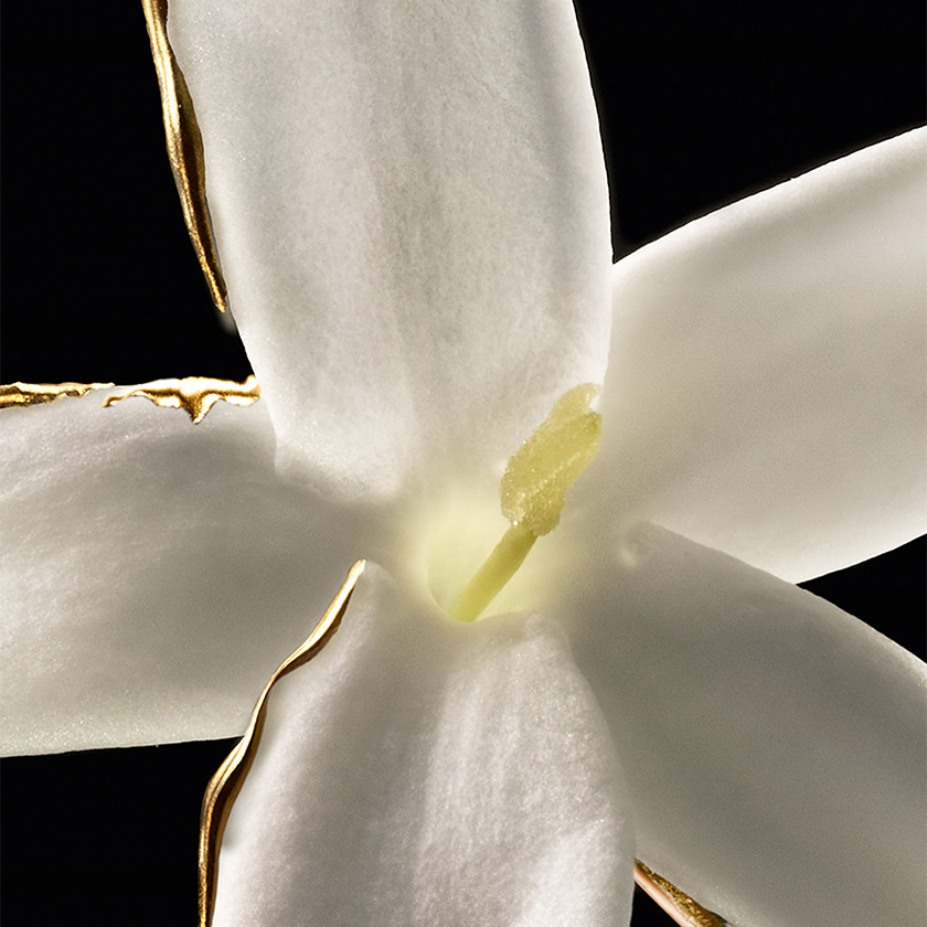 JASMIN GRANDIFLORUM