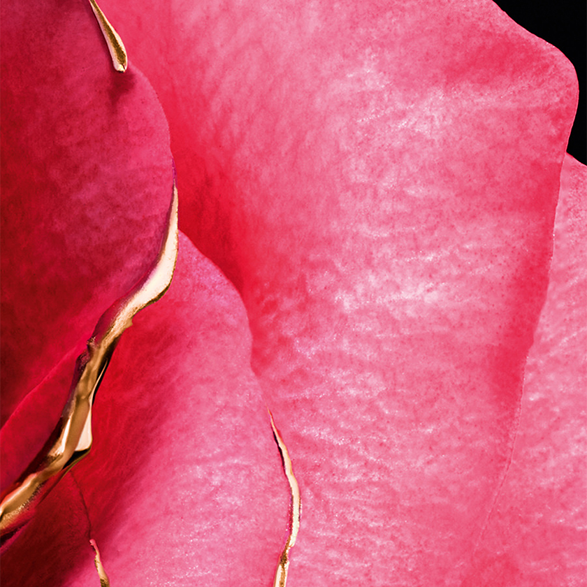 ROSE CENTIFOLIA