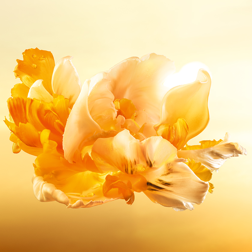 ESENCIA DE ROSA DAMASCENA