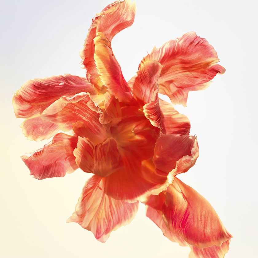 NARDO DE LA REGIÓN DE GRASSE