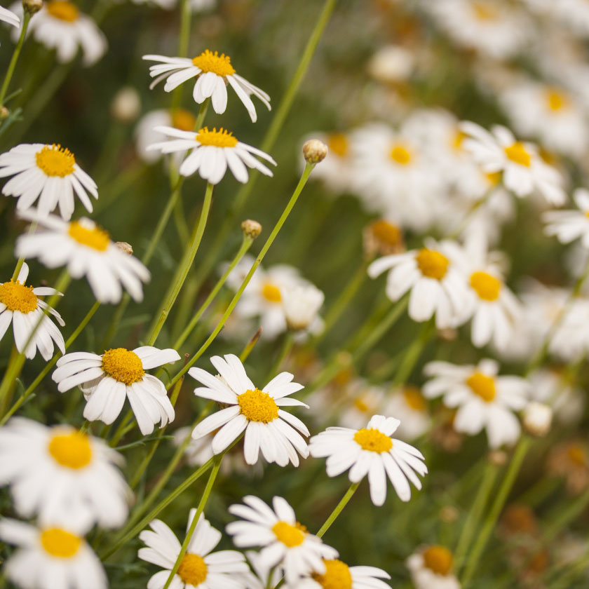 UNICHAIR GLAM GROWTH SHAMPOO