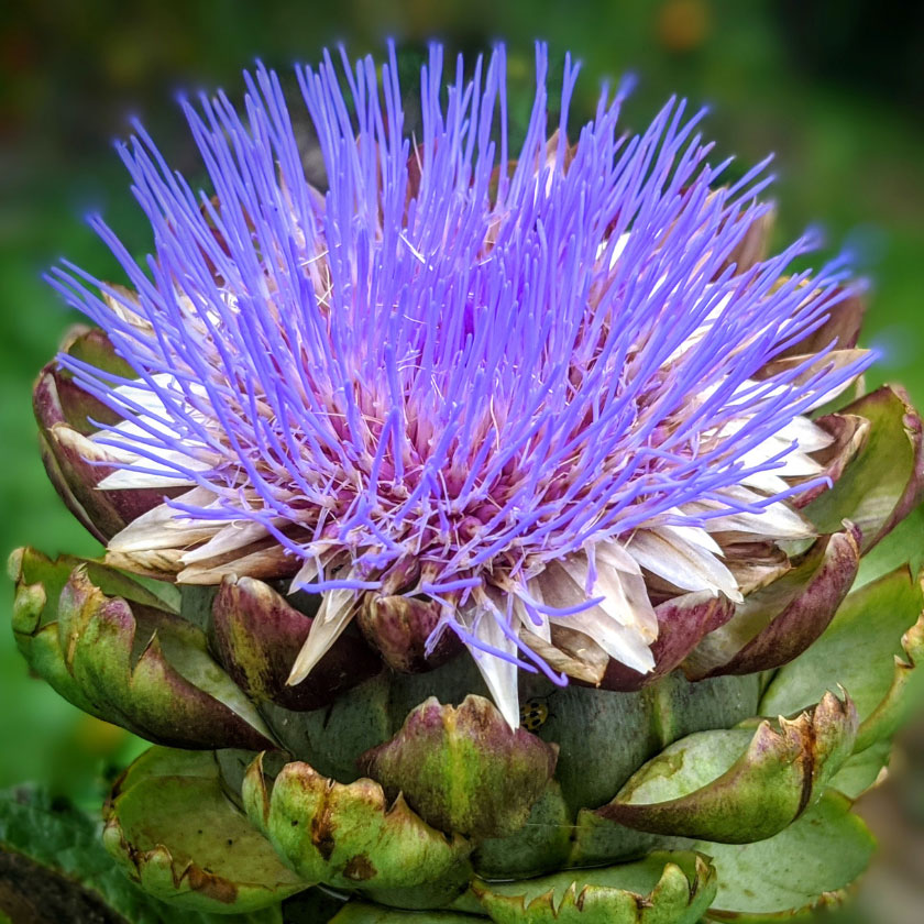 UNICHAIR GLAM RESCUE & PERFUME MIST