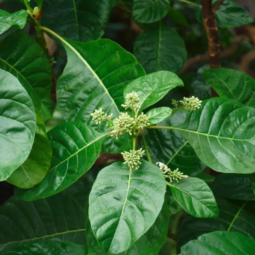 UNICHAIR GLAM RESCUE & PERFUME MIST