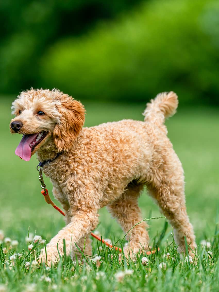 Pasea a tu perro en un parque al aire libre