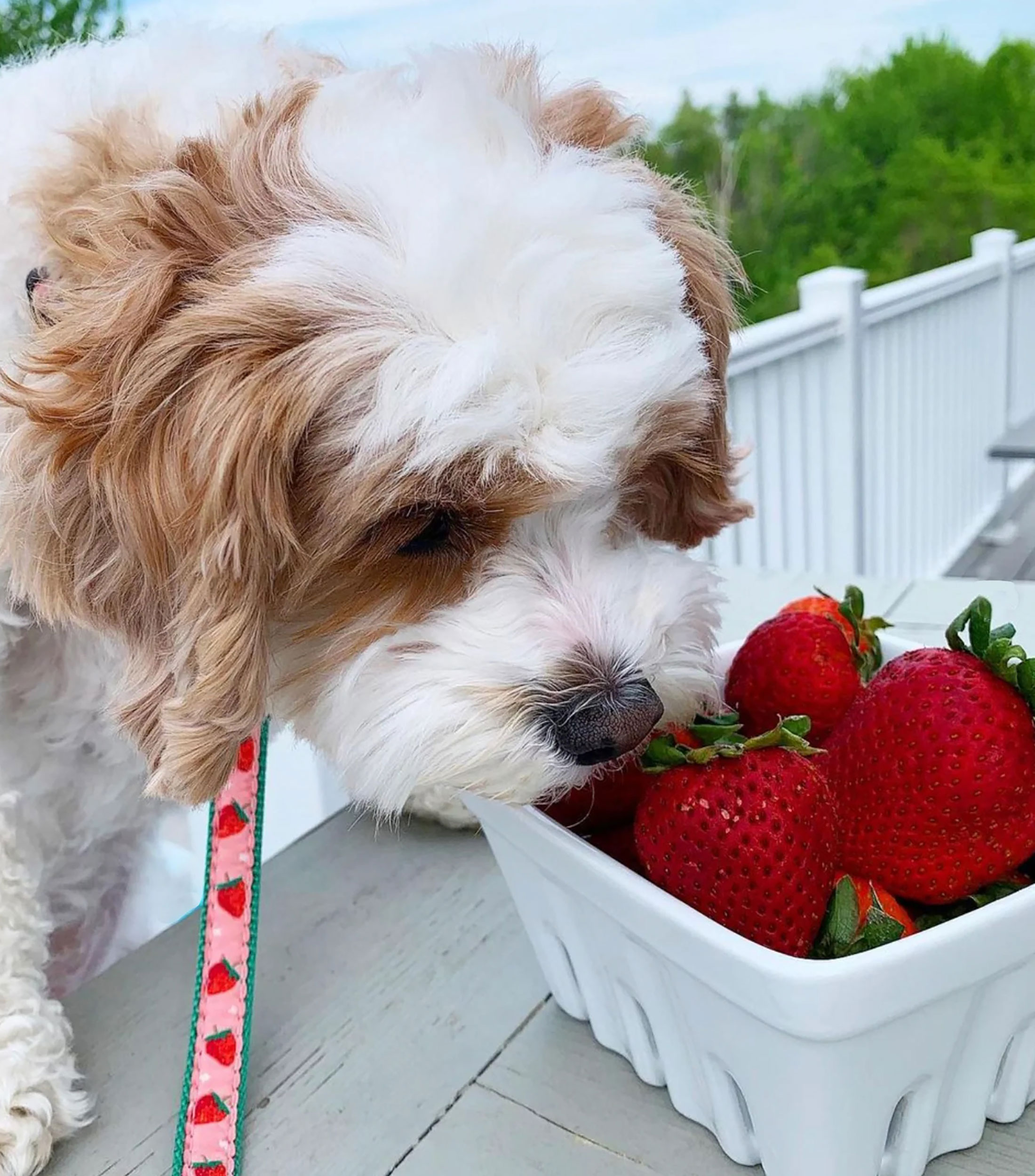Correa delgada para perro Strawberry Fields