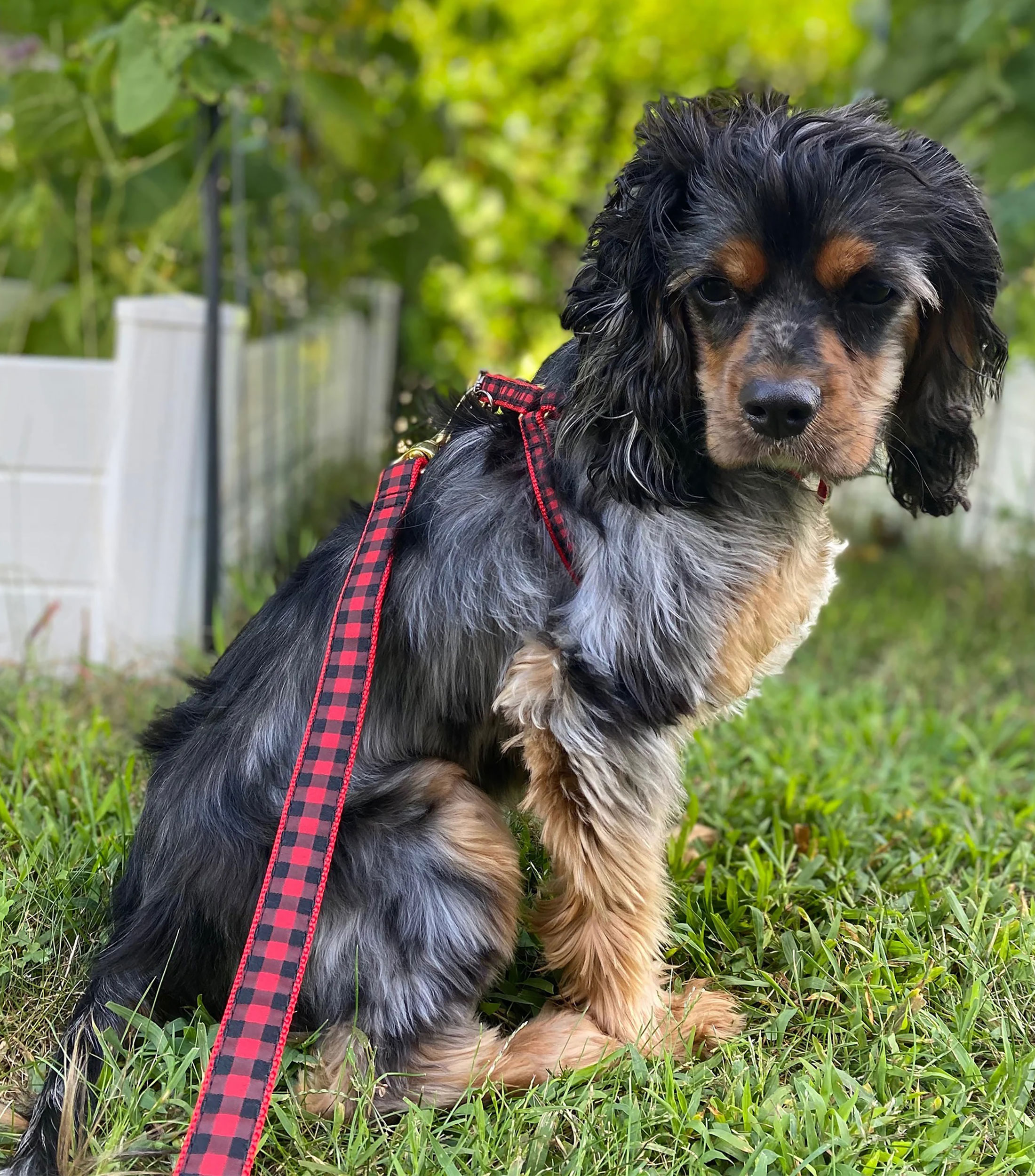 Correa ancha para perro Buffalo Check
