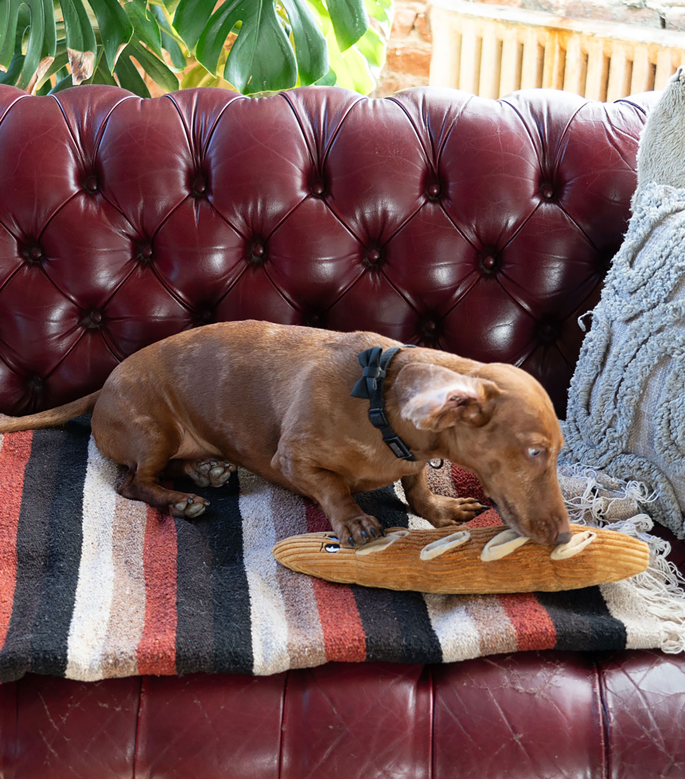 Juguete Baguette Para Perro