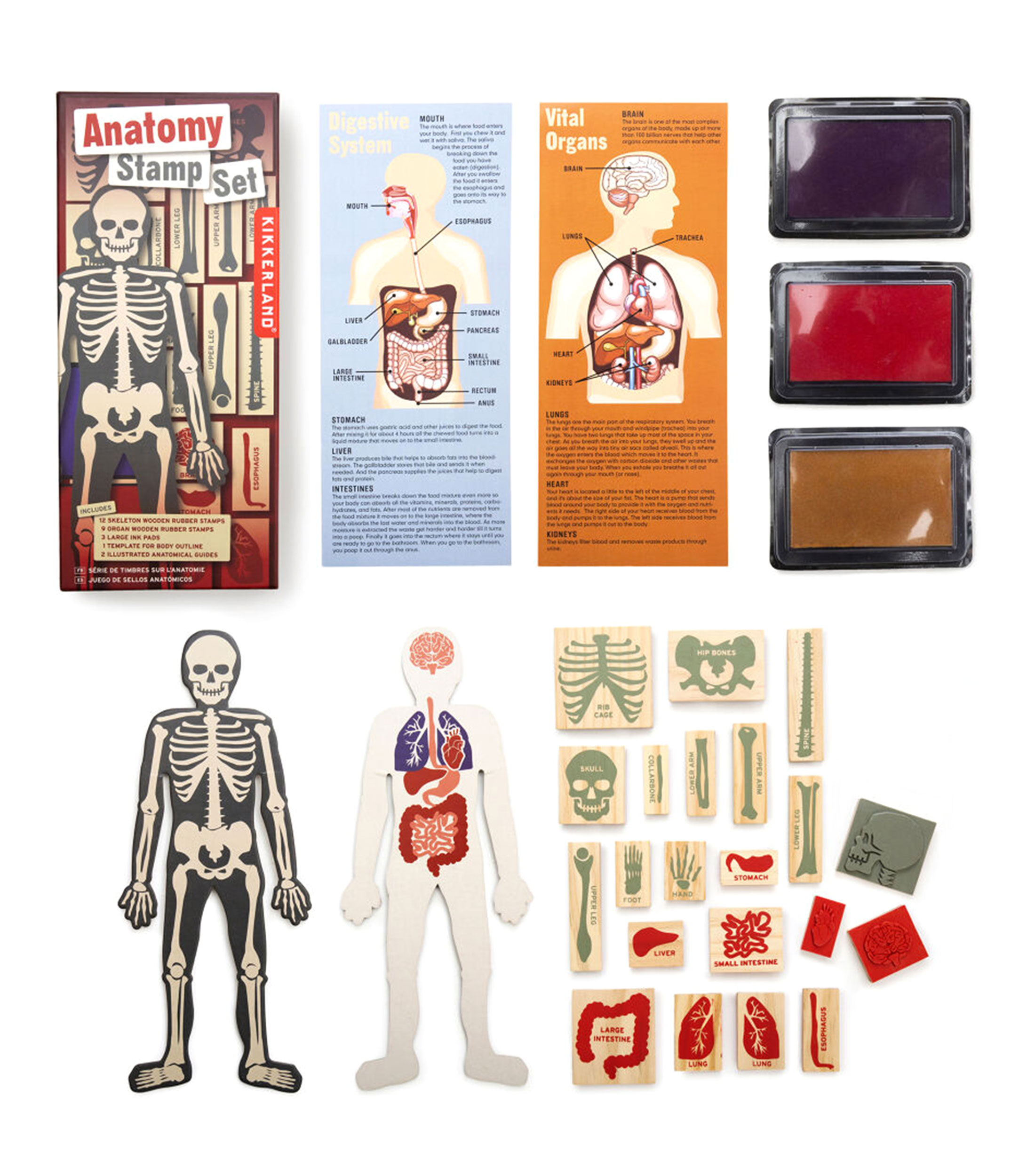 Juego de Sellos de Anatomía