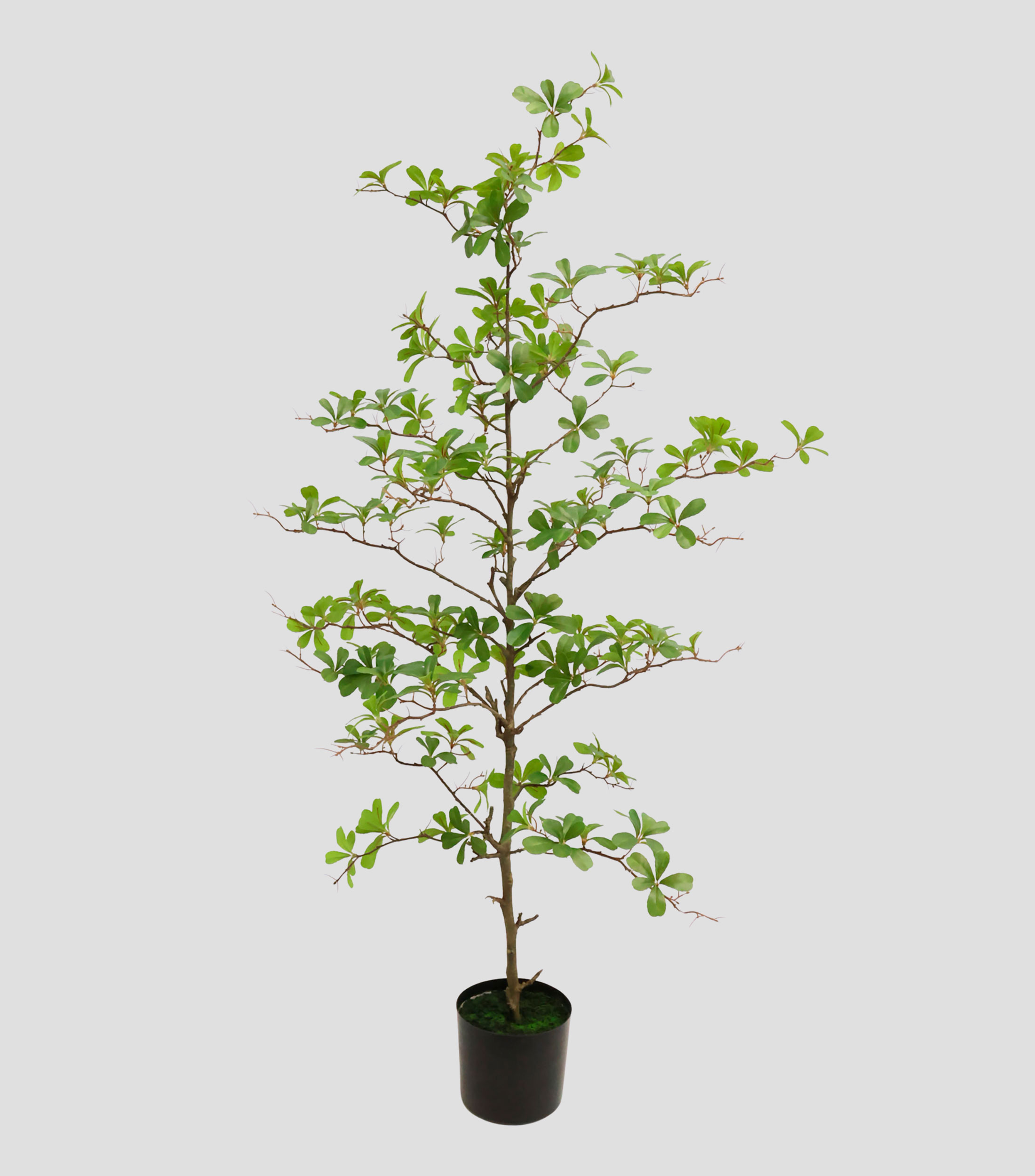 Árbol decorativo de Terminalia chico artificial