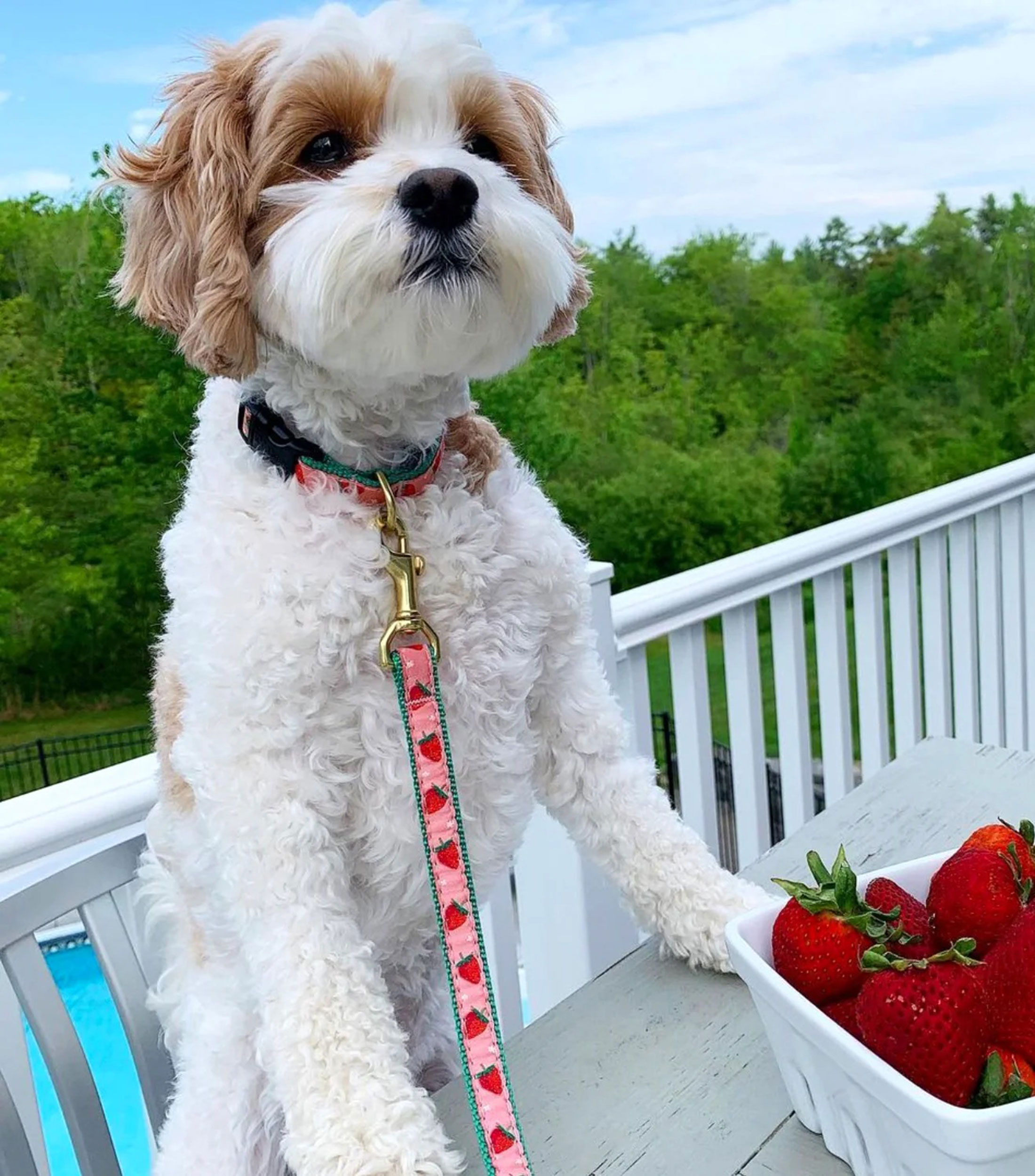 Correa ancha para perro Strawberry Fields