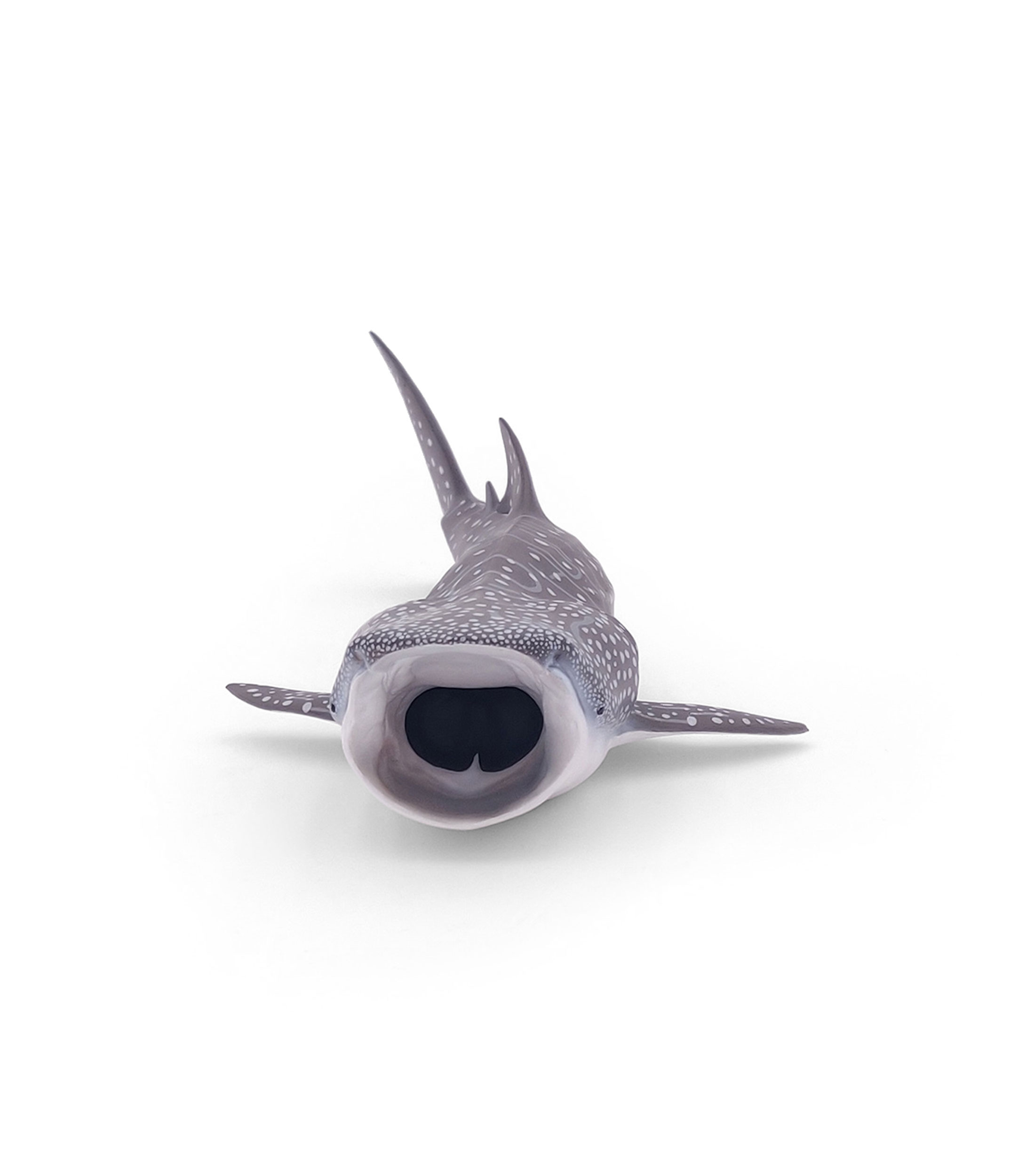 Tiburón ballena
