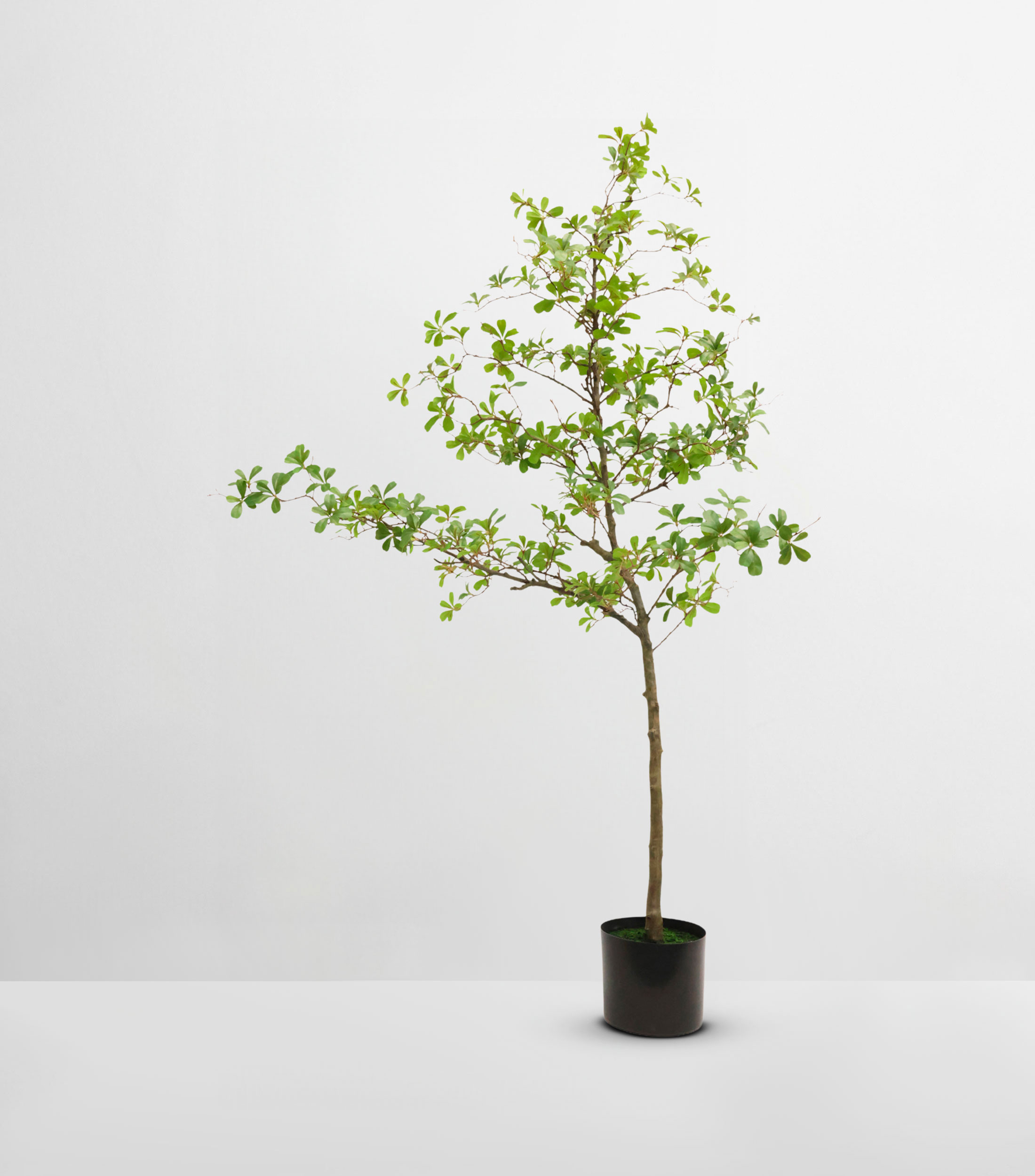 Árbol decorativo de Terminalia grande artificial