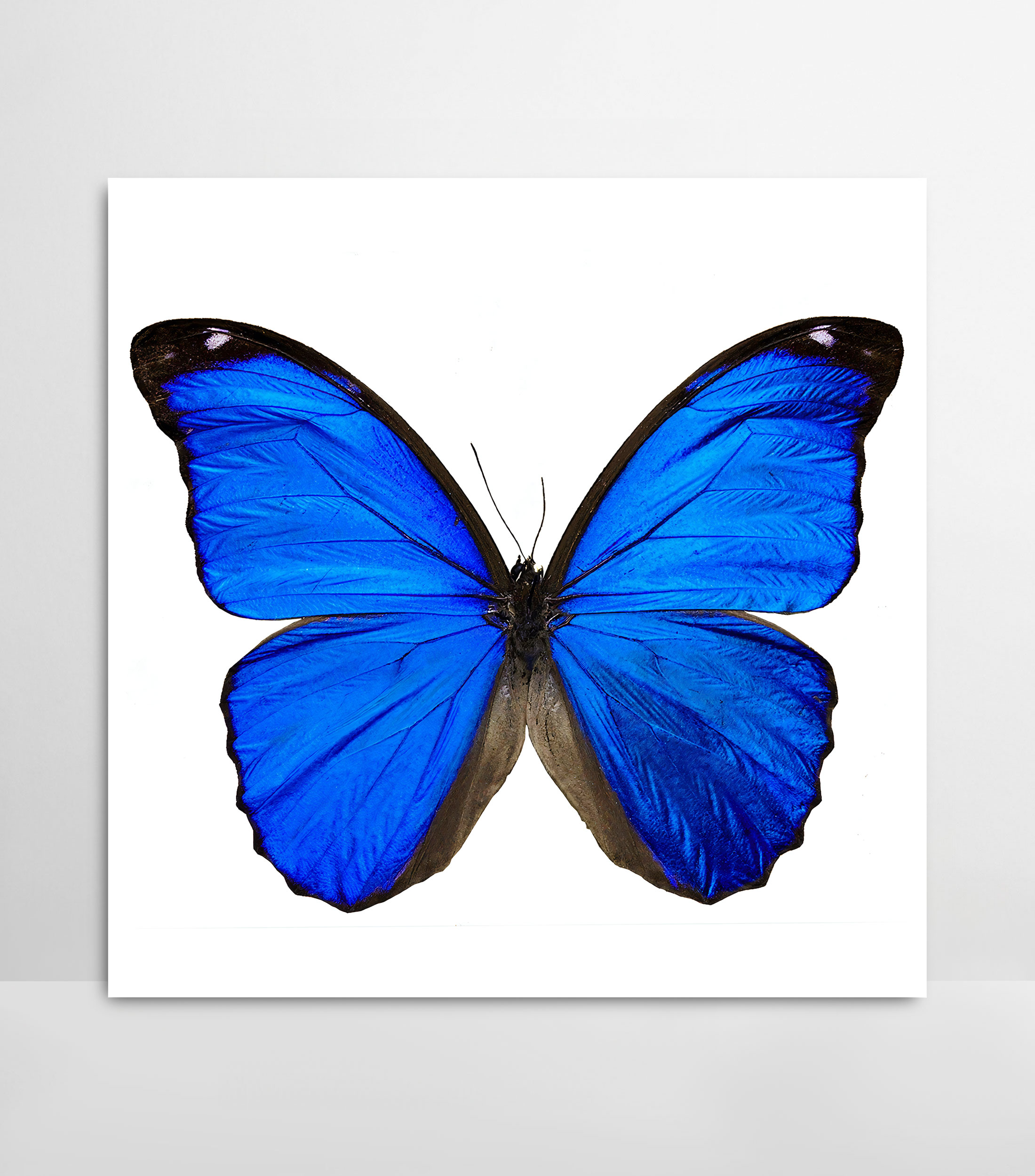 Cuadro decorativo Butterflies 1 de 3 en acrilico y aluminio