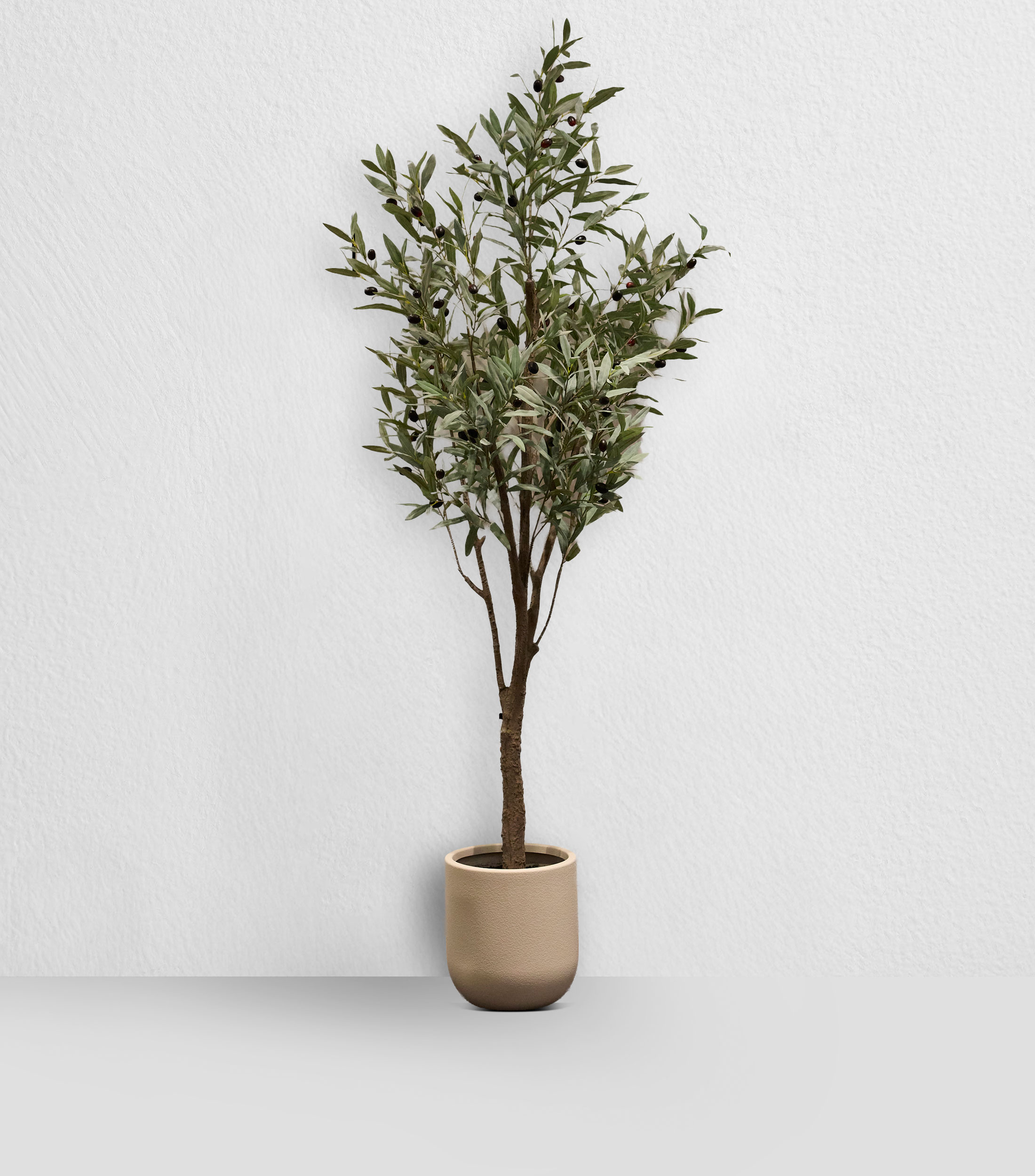 Planta Olivo con maceta artificial