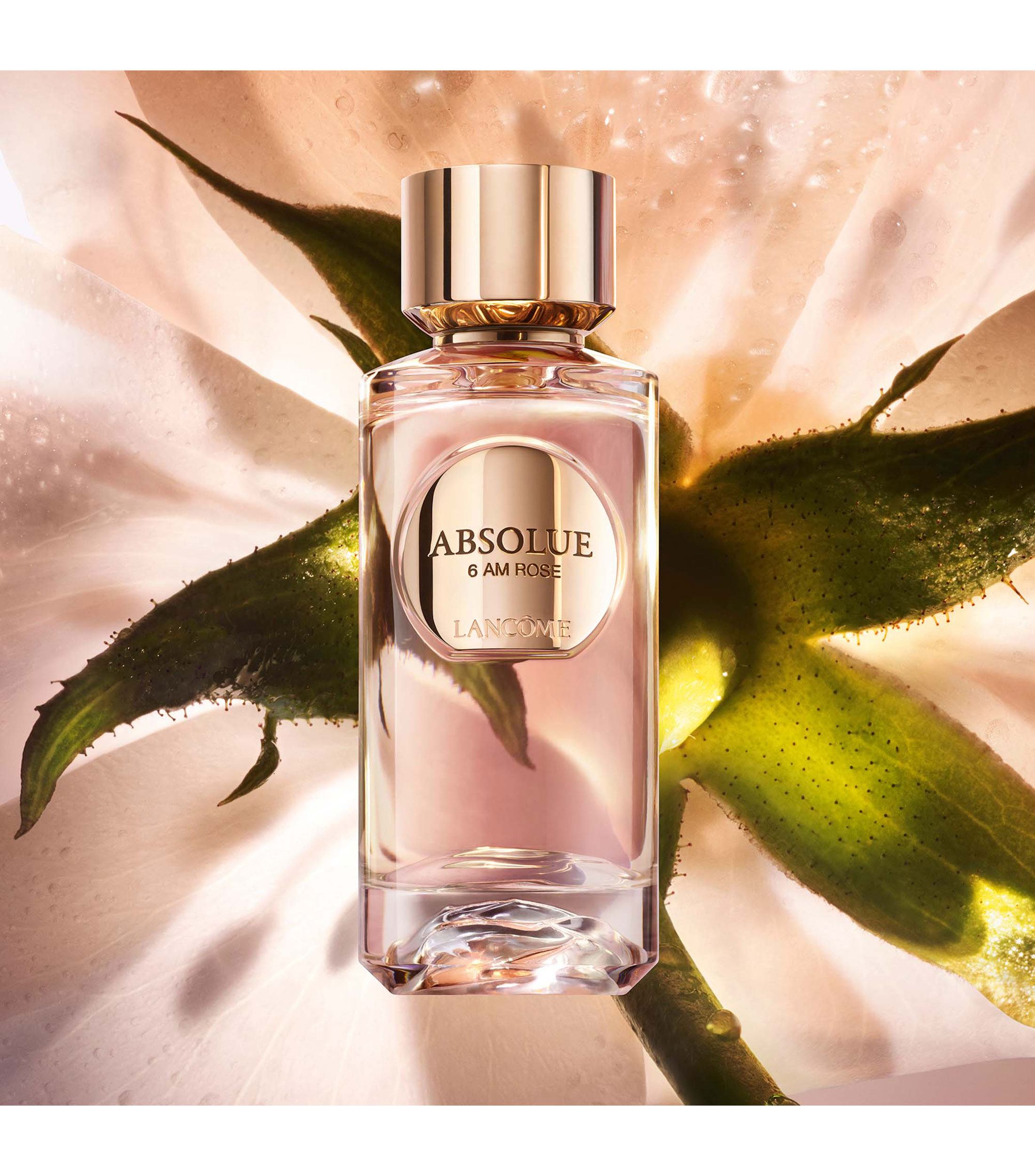 Perfume Absolue 6 AM Rose, Eau de Parfum 50 ml Unisex
