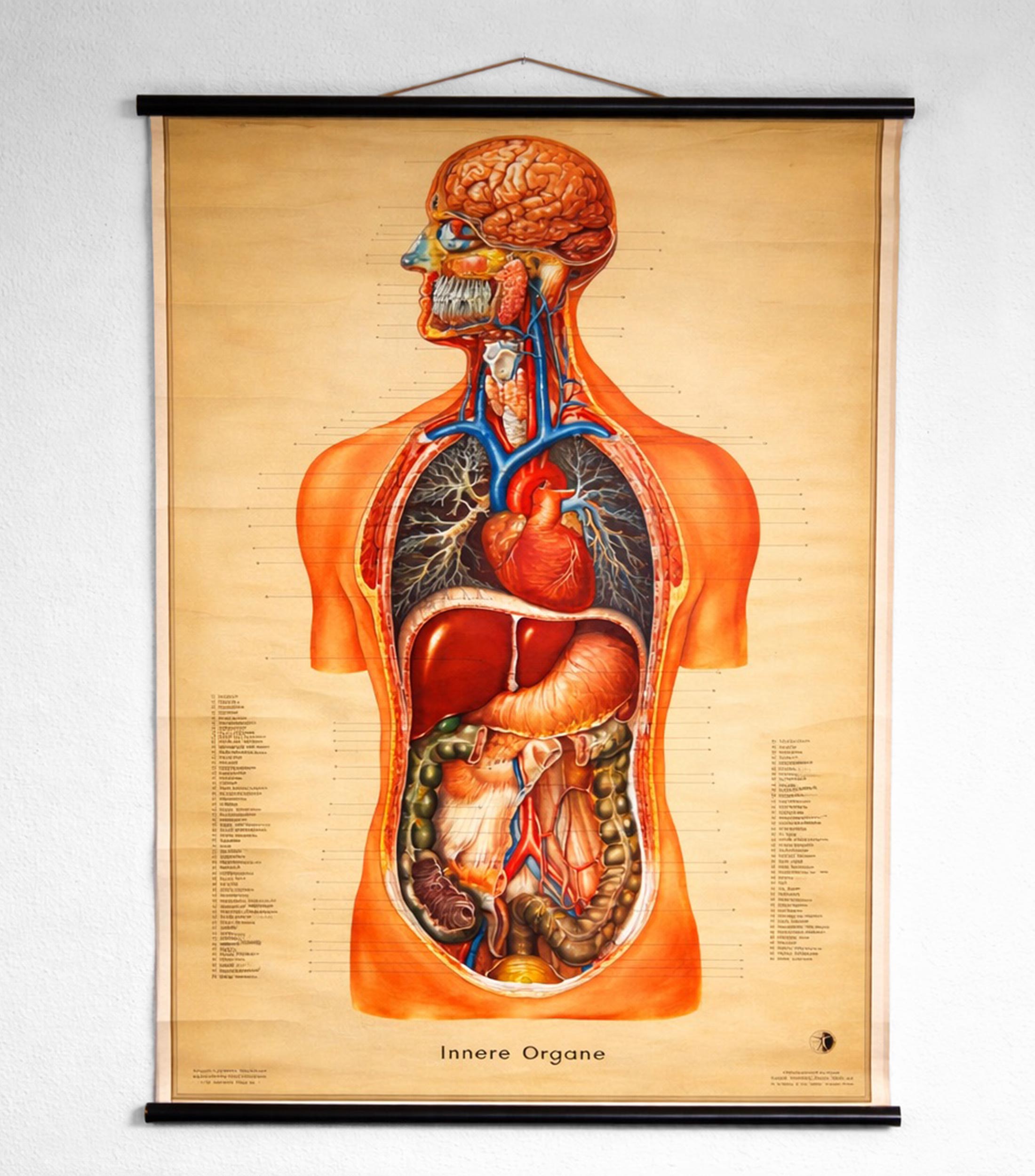 Cuadro decorativo Chico de Anatomía en lino, papel y metal