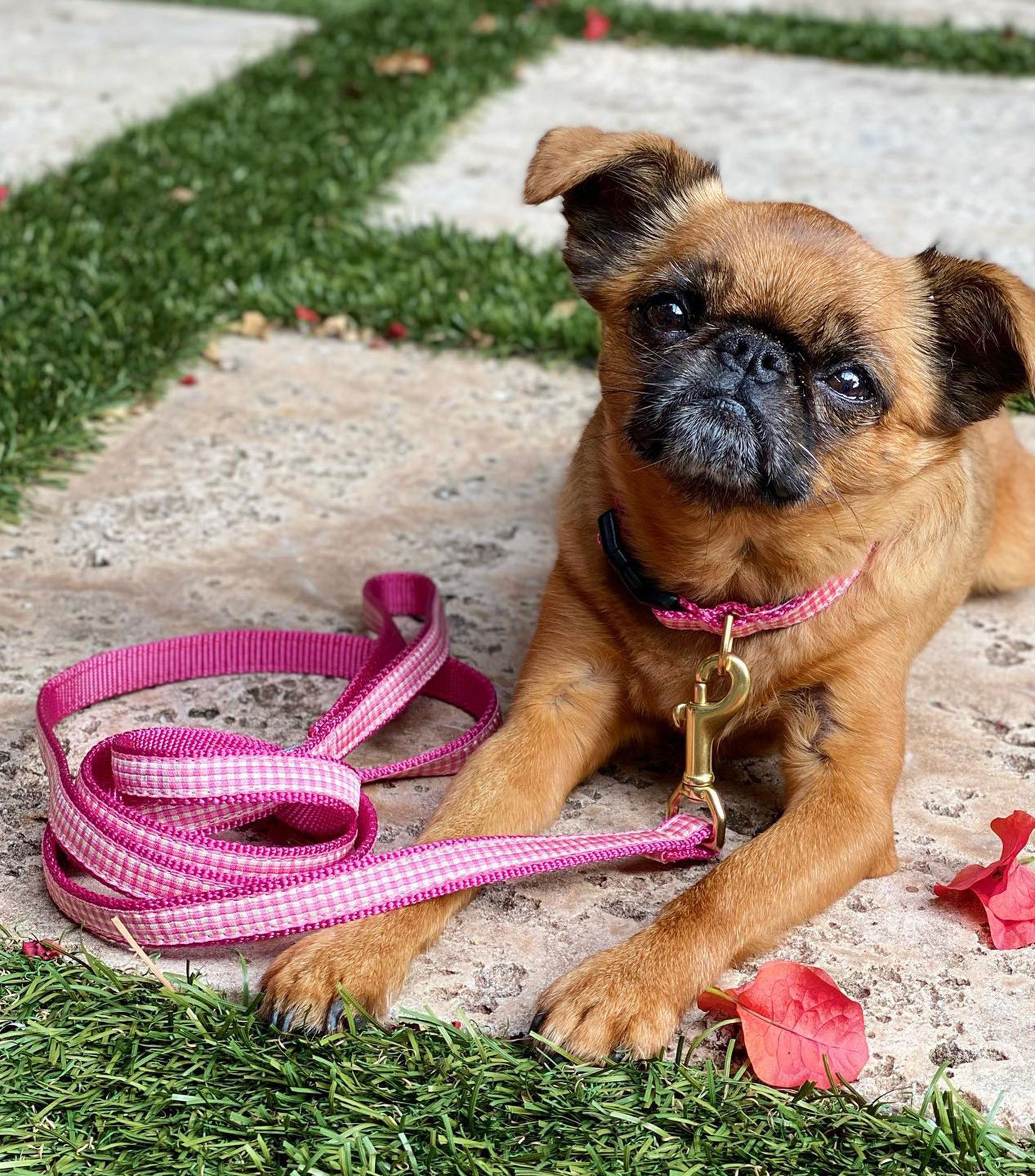 Correa delgada para perro Gingham