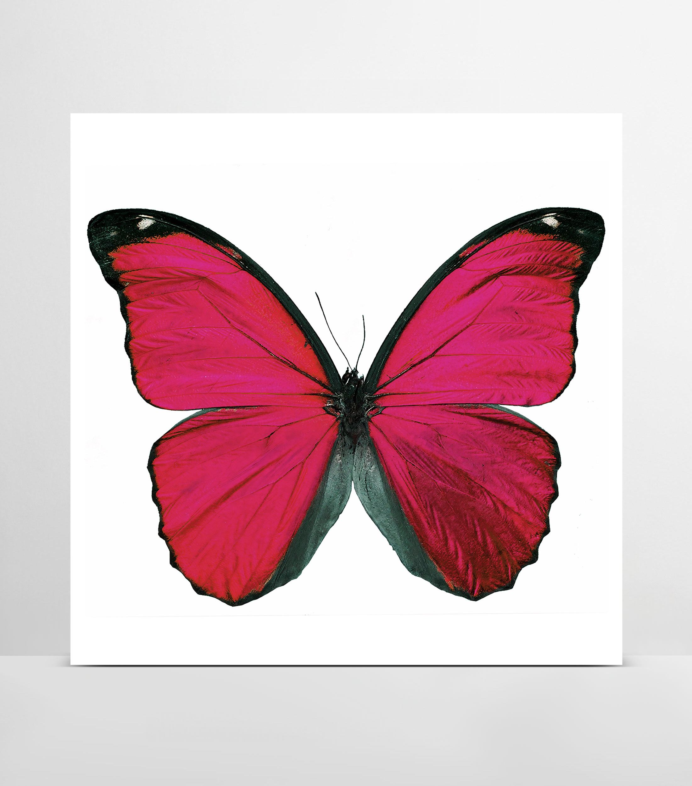 Cuadro decorativo Butterflies 3 de 3 en acrilico y aluminio