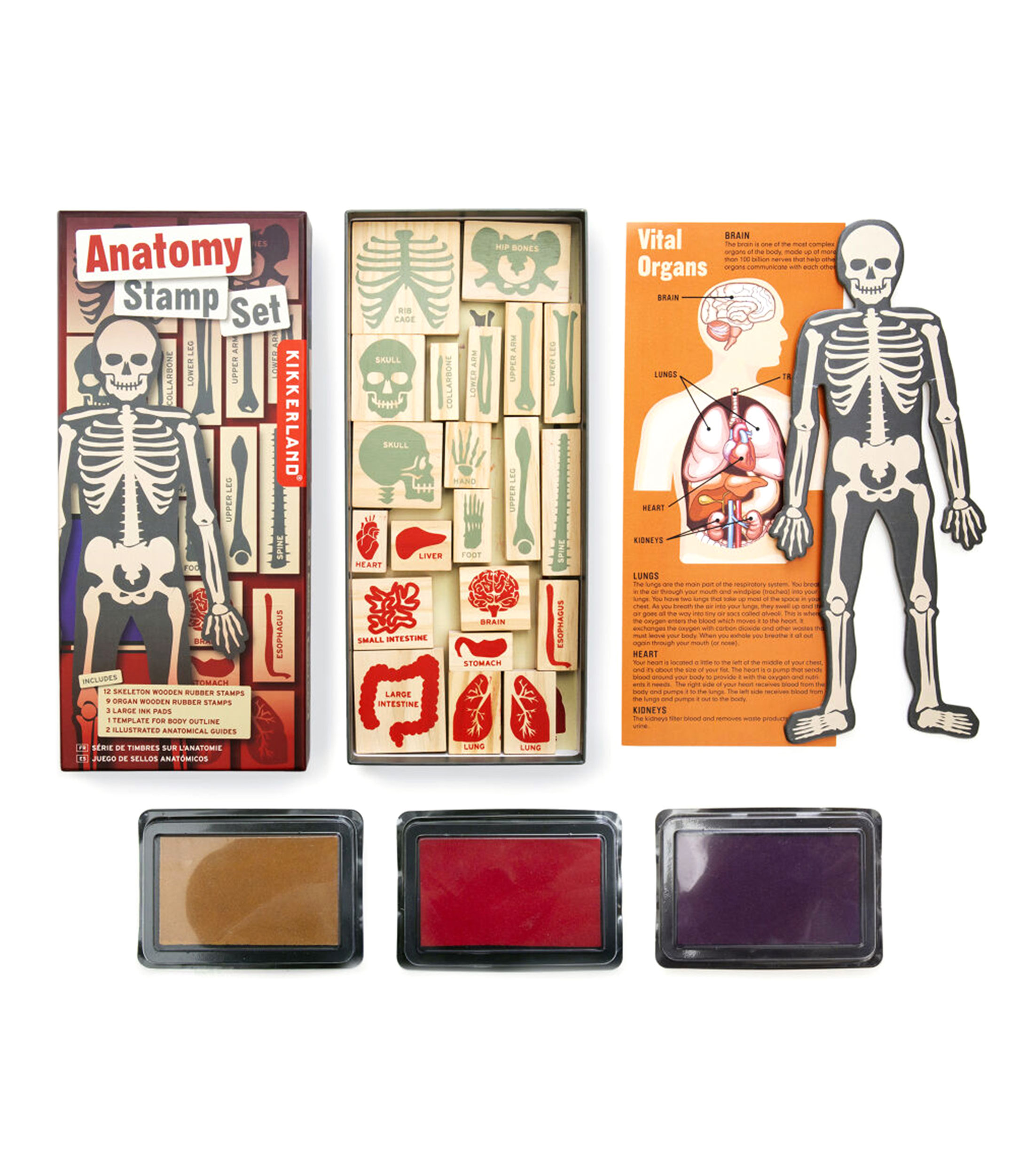 Juego de Sellos de Anatomía