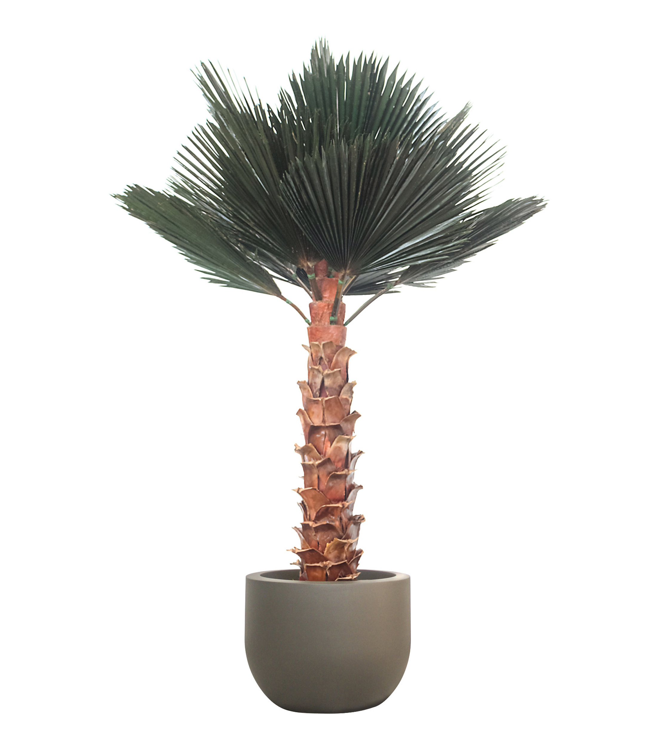 Palma Washingtonia 3 m en Fibra de Vidrio