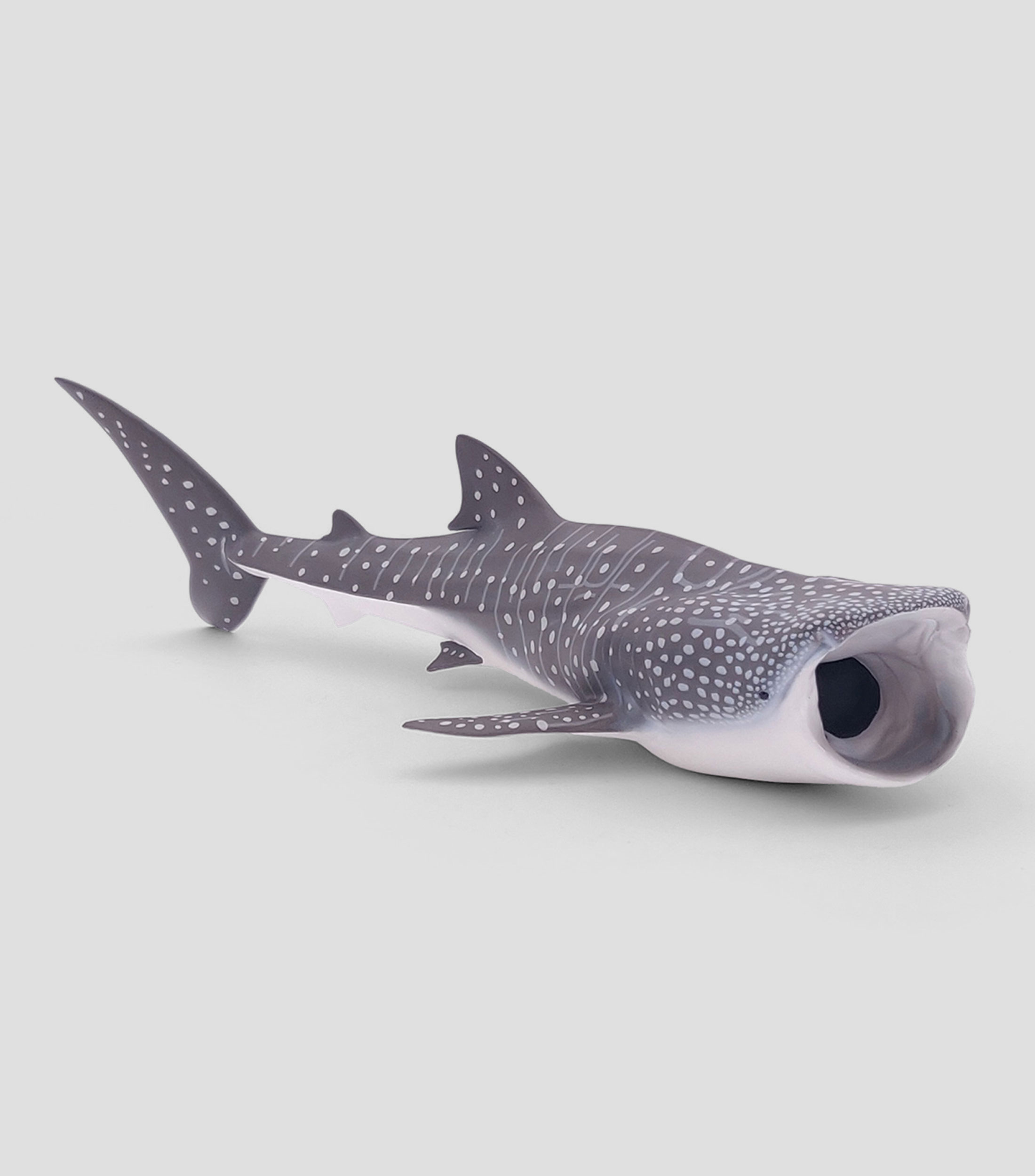 Tiburon ballena