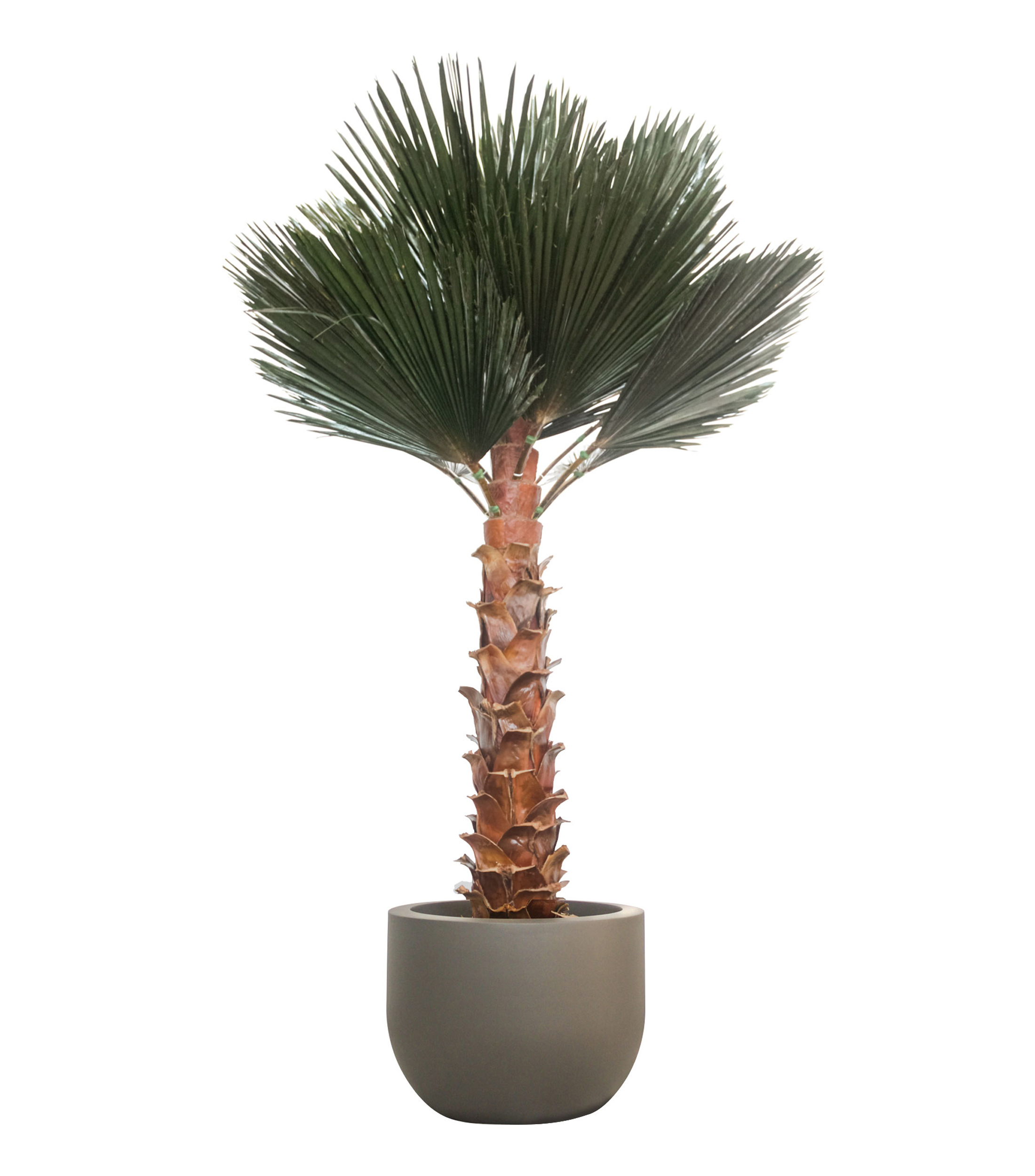 Palma Washingtonia 3 m en Fibra de Vidrio