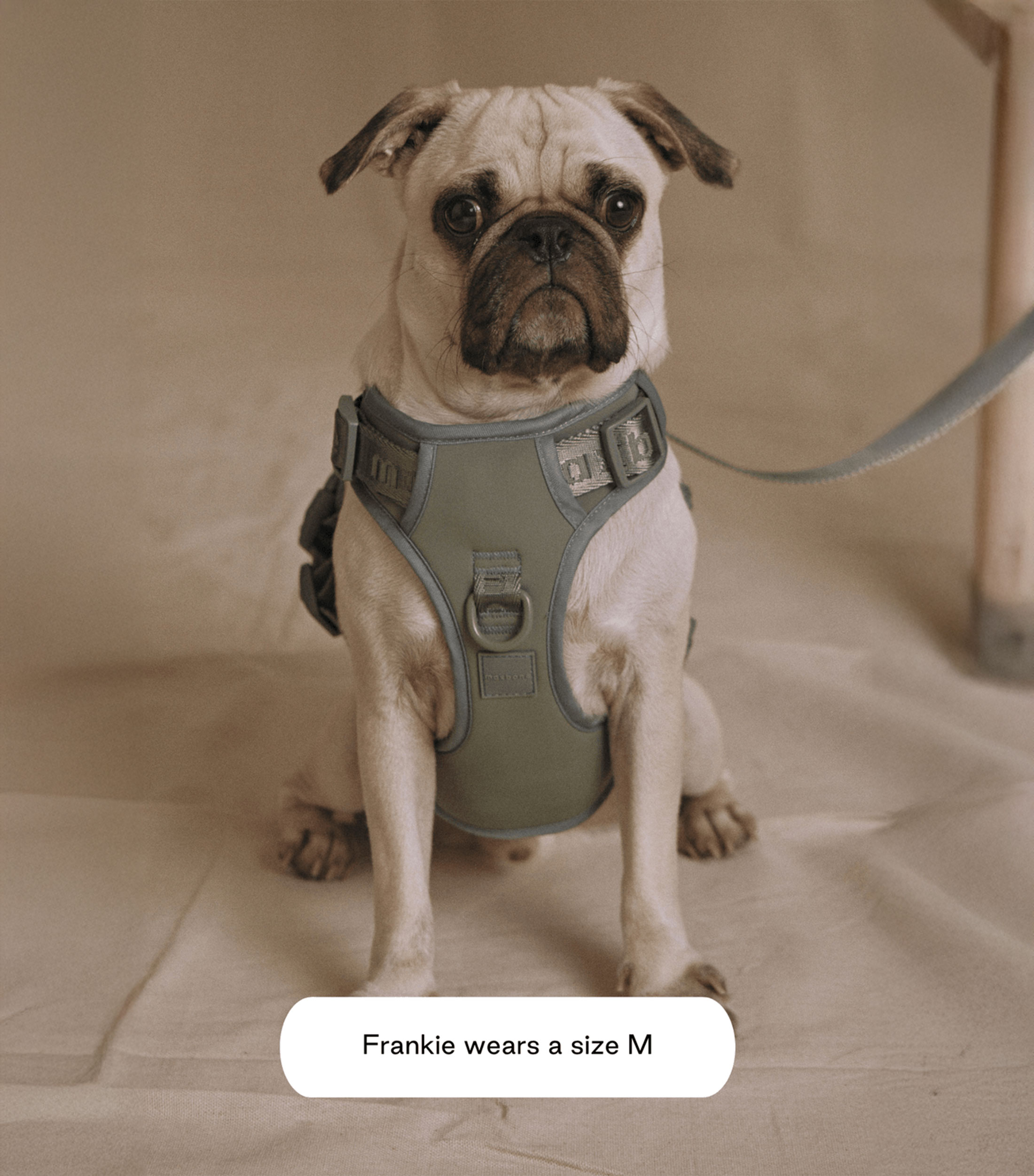 Arnés para perro