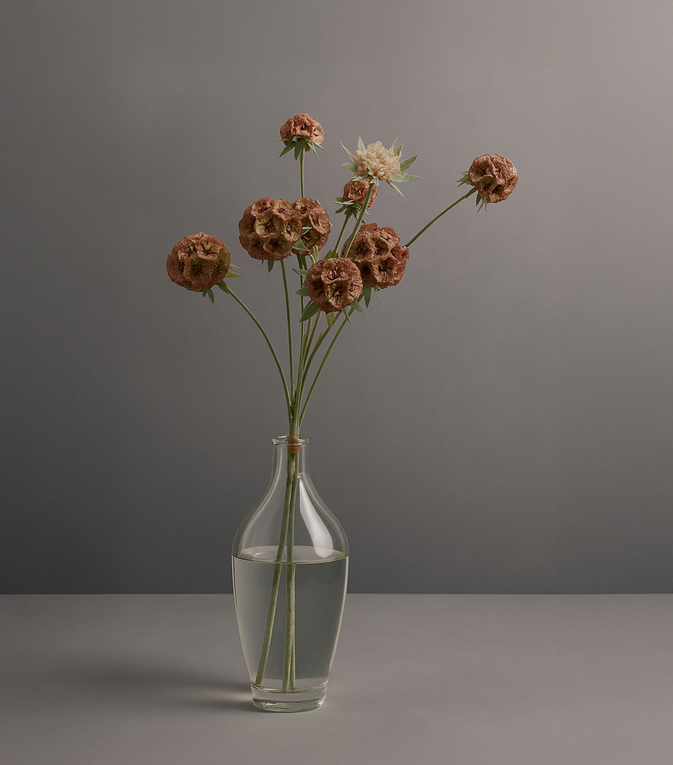 Ramo de Flores Decorativo Scabiosa