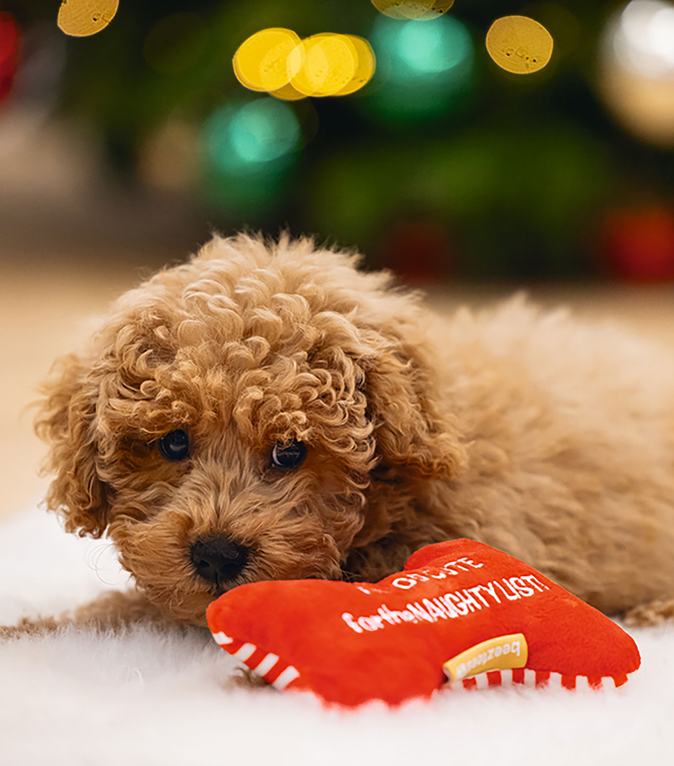 Hueso Navideño para perro