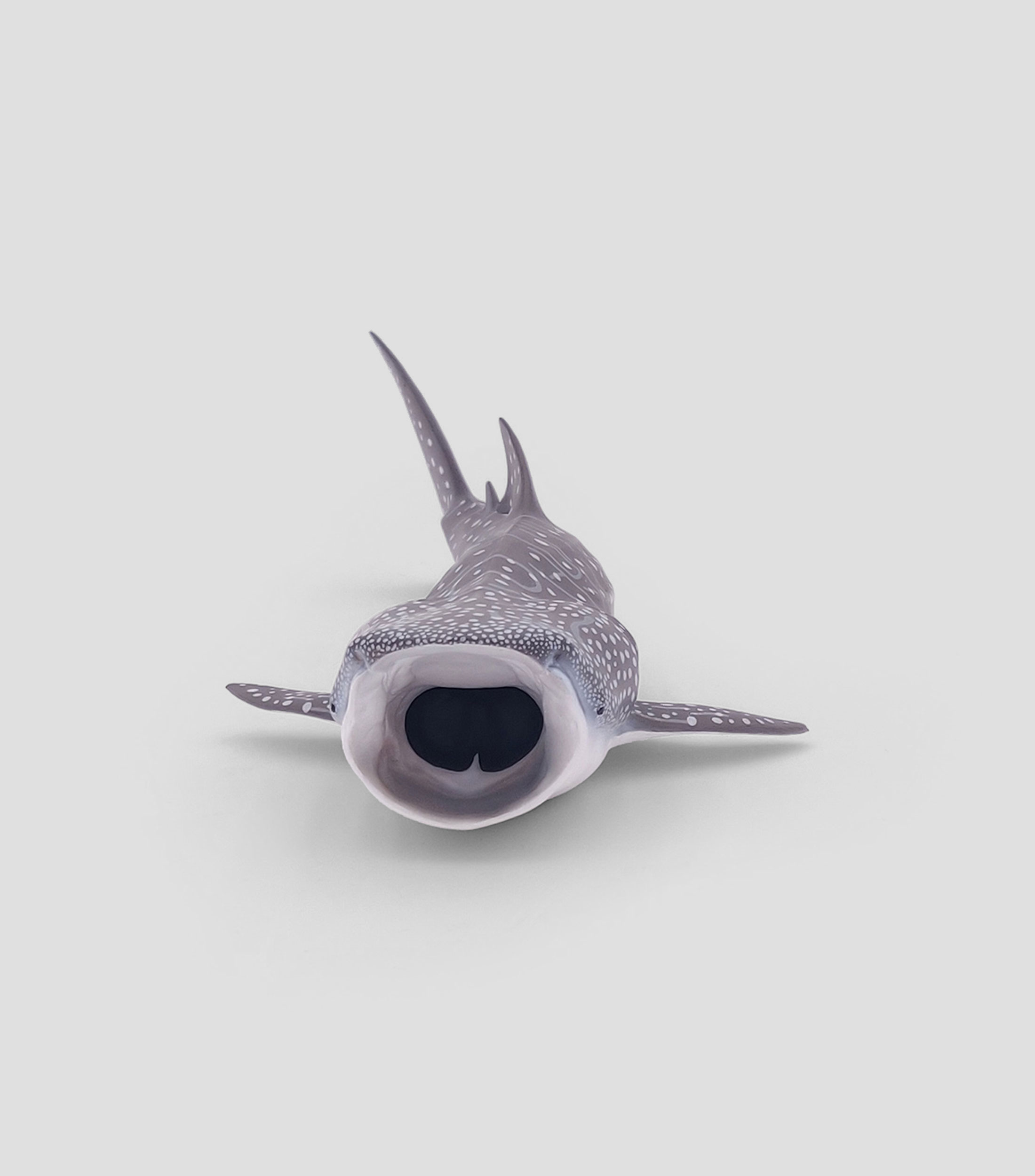 Tiburon ballena