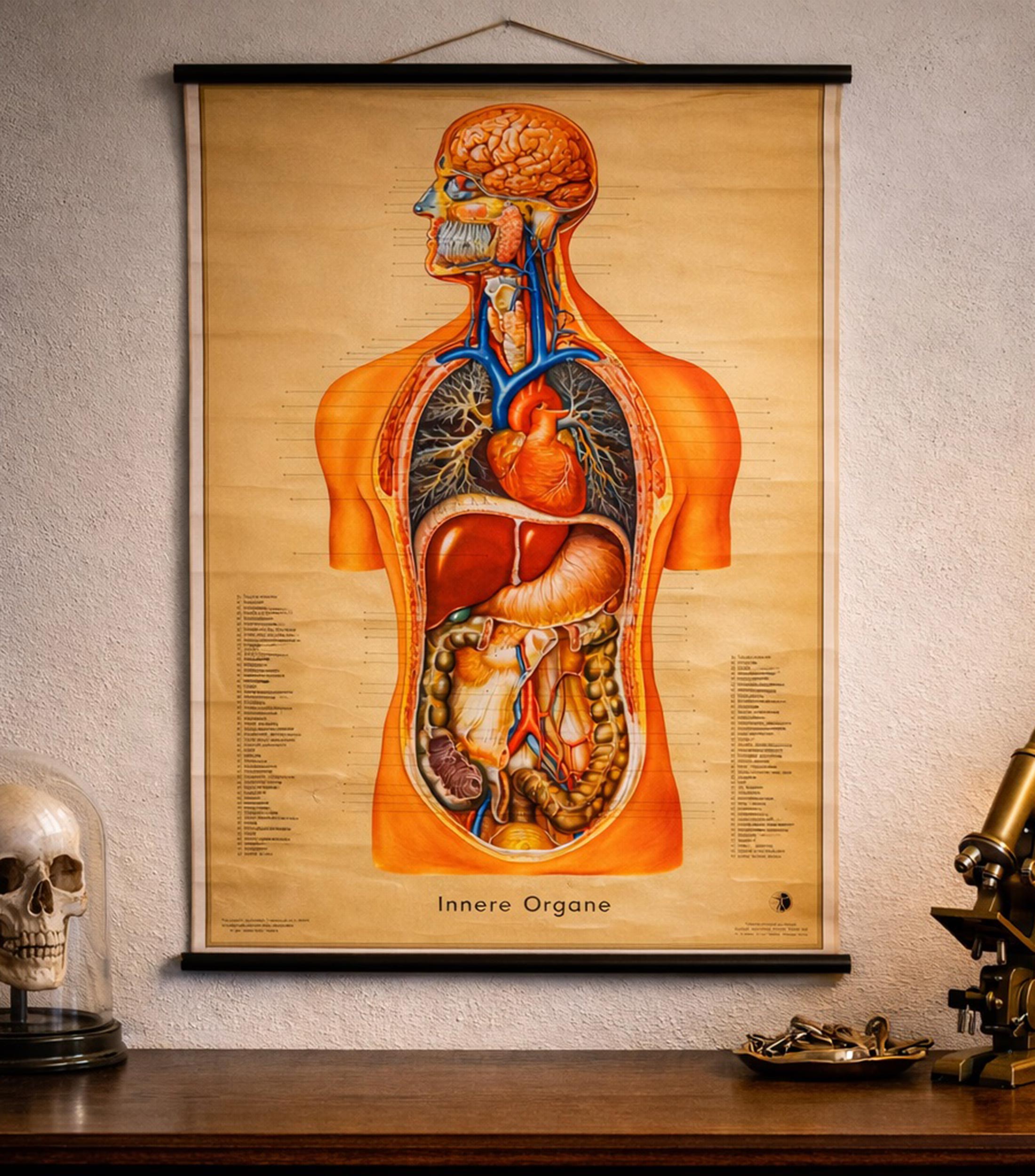 Cuadro decorativo Chico de Anatomía en lino, papel y metal