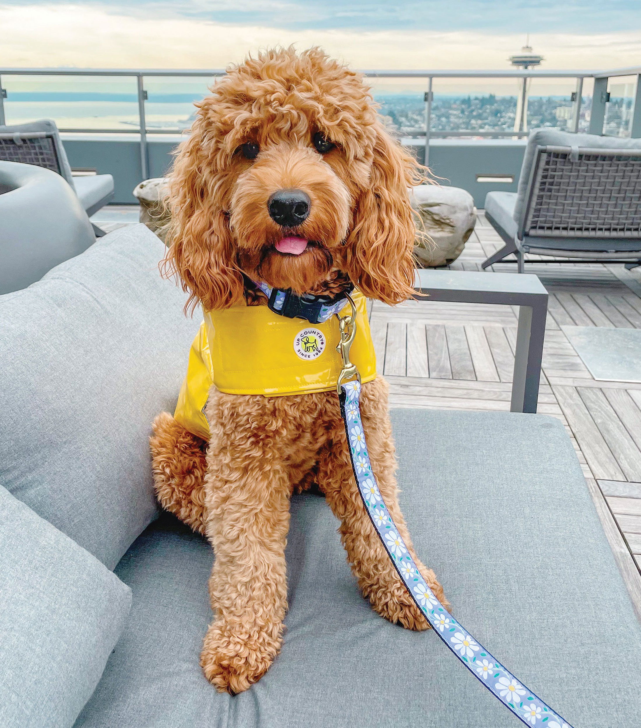 Correa ancha para perro Daisy