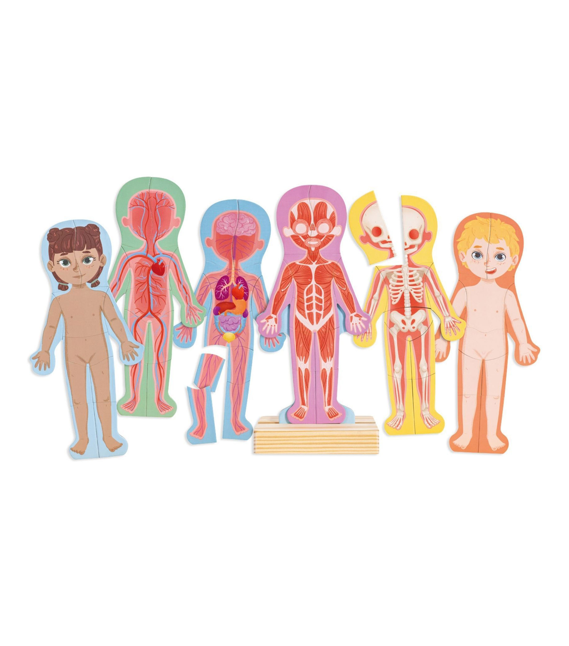 Rompecabezas Magnetico del Cuerpo Humano