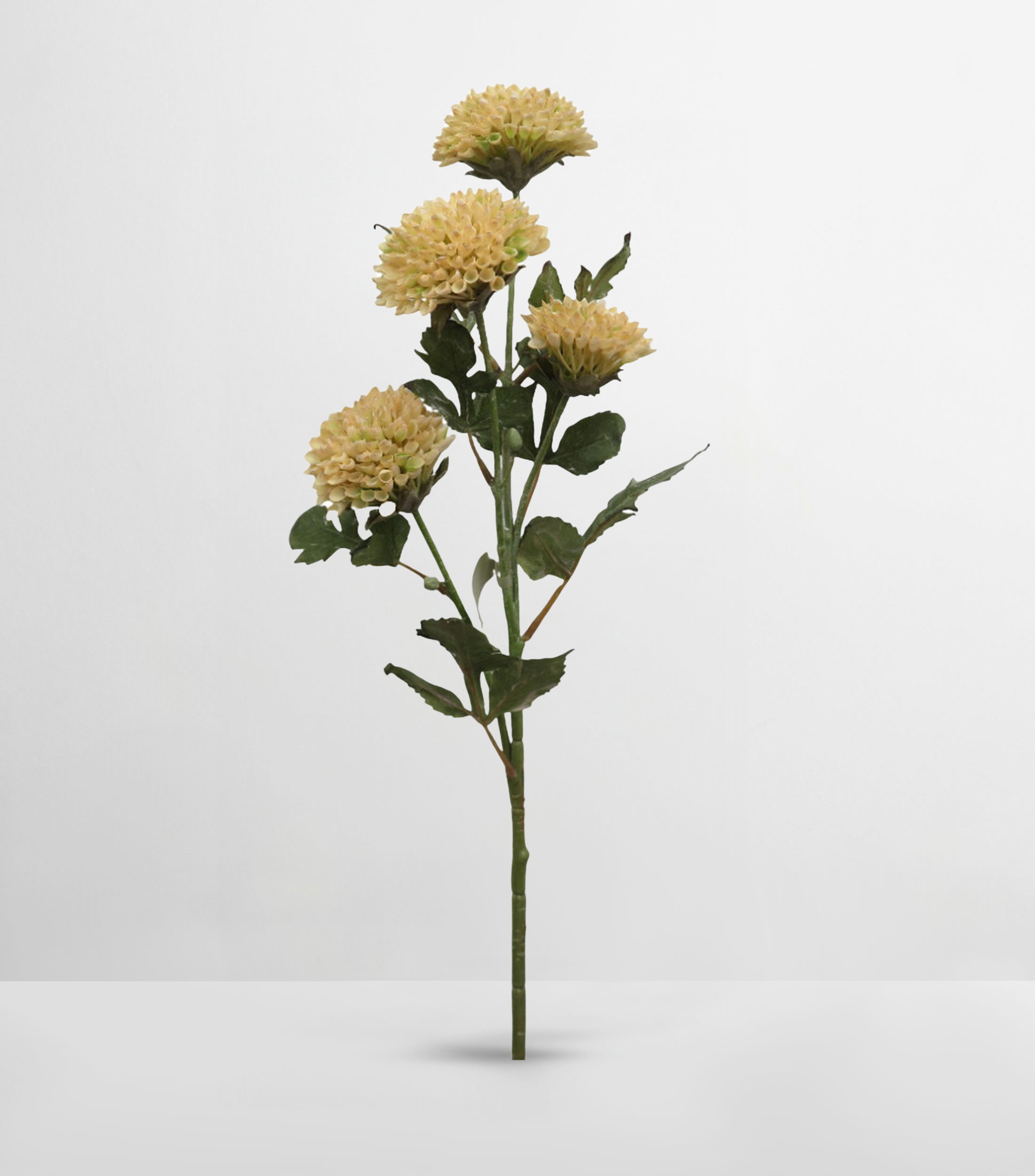Flor Scabiosa en polietileno